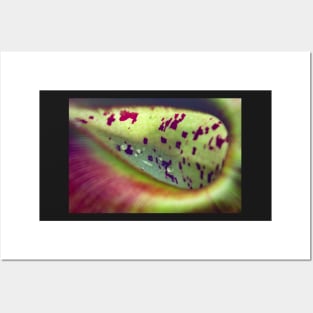 Colorful carnivorous plant Posters and Art